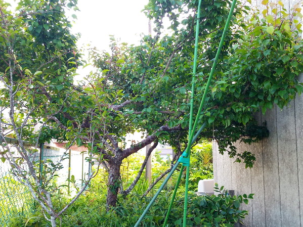 ふらふら支柱じゃ駄目だなぁ…。くい打ちを借りて作り直そうか