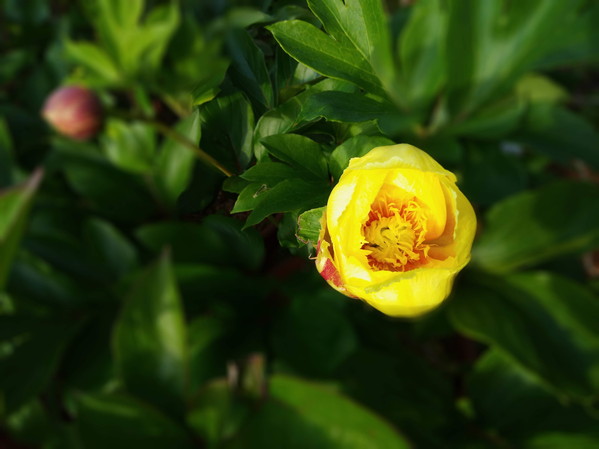 黄色の芍薬はオリエンタルゴールドで、日本人が作者だそうですよ