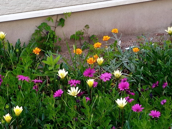 ガザニアの花は真冬にも咲くこの町のシンボルみたいな、潮風も平気な花です