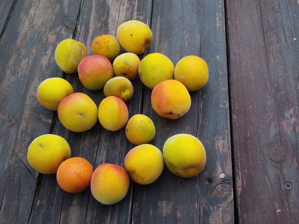 西隣さんの梅が落ちていたのを拾って来ました。馥郁とした香に包まれます