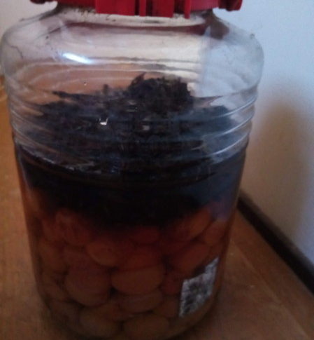 昨年の梅干しに赤紫蘇を揉んで梅酢を懸けたら、綺麗なマジェンタに！