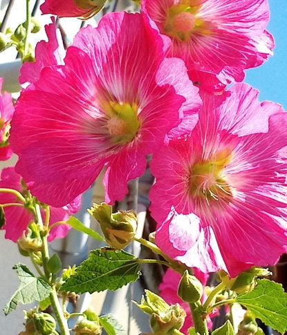 赤い芙蓉の花が咲きました。もう後一月で夏休みですよ～。