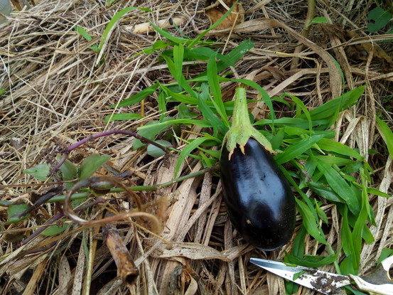 イテッ！（笑）米茄子の棘は白くて痛いね。最初の実だから、余り大きくしないよ