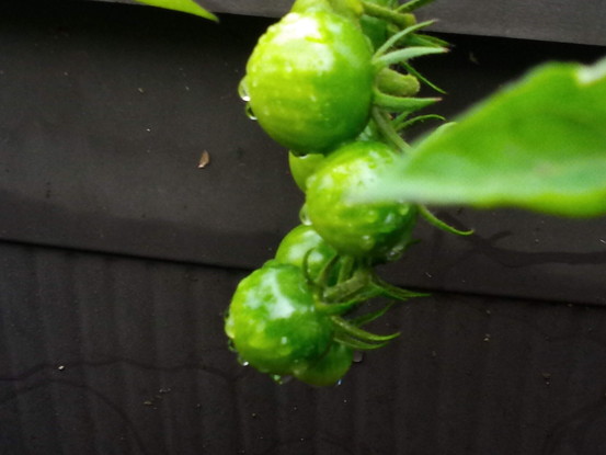 少しずつトマトの実が膨らんで来て、トマトも大きくなる練習中で～す