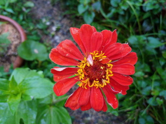 少し古いタイプだけど、新しいジニアには無い花が咲きました。綺麗な朱色です