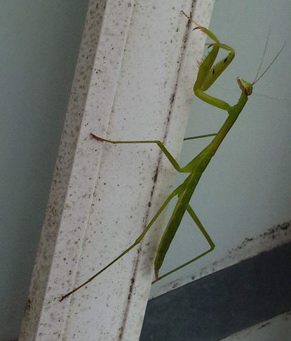 多分4月に孵ったカマキリさんでしょう。このサイズを良く見かけます。