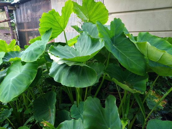 里芋ももう少し研究しよう。毎年植えているのに案外知らないですね。