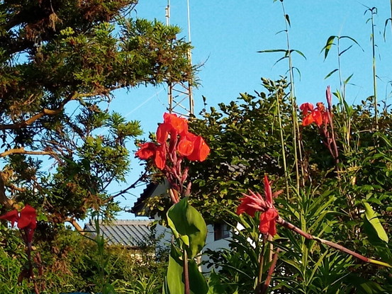 晴れの日が続き、真っ赤なカンナが咲き出しました。