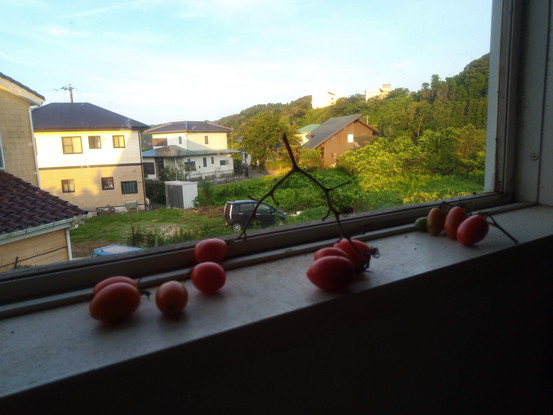 窓辺で養生中の青いトマトが赤くなりました。第一から第三段目の果実です