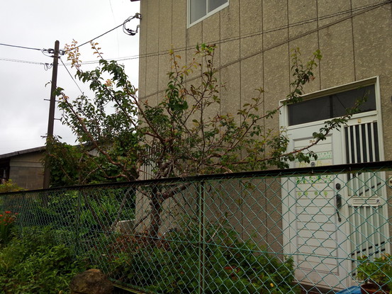 ある植物に詳しくなる、という事は大変な事だなぁ。0714