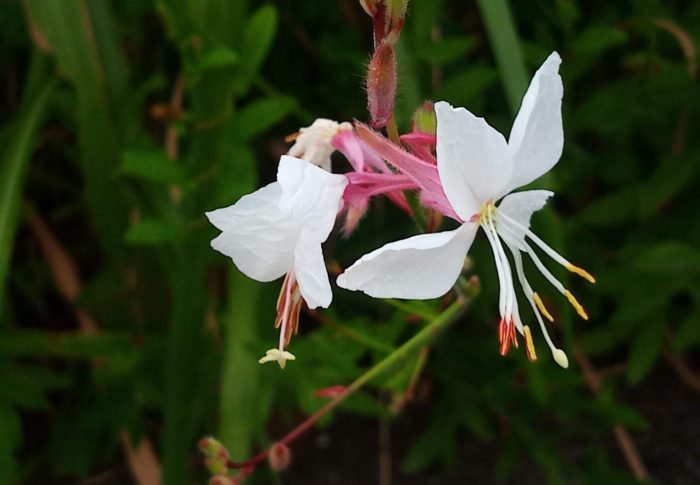 そろそろ今年の花と野菜の秋冬作を考え始めます。