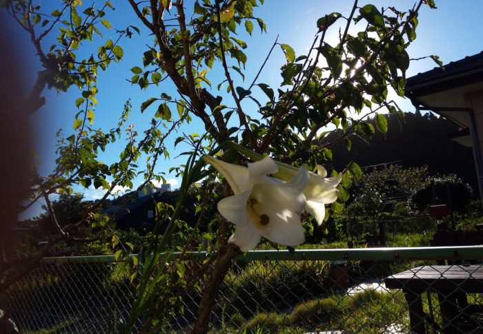 自生の鉄砲ユリが咲き、今年は二歳で花を二つ着けました。