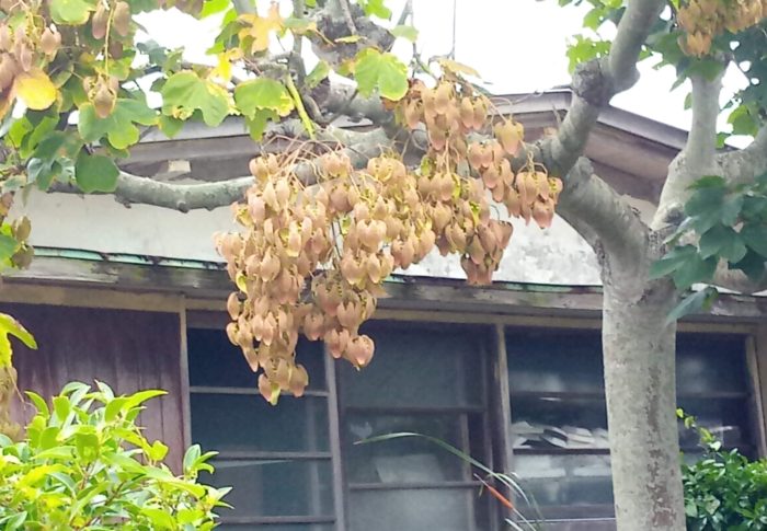 以前いた常盤台にはマロニエの並木道があり、この時期には花が咲いていました