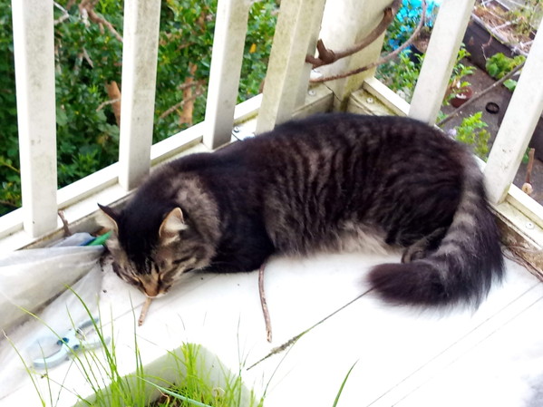 一寸シュジュしいだけで、こんなにも気持ち良く眠れるなんて！21/09/02/