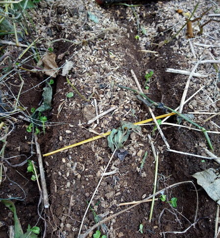 月曜日に蒔いた大根の種が蒔き溝の中で発芽しました。