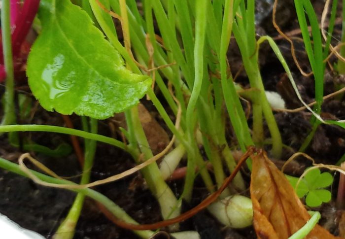 極早生玉葱タイガージェットの根元が膨らんで来ました。20日過ぎには植えられるかな。