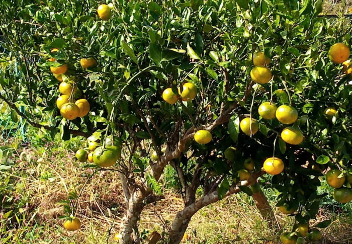 我が家の夏ミカンも色付いて来たな、と思ったら西隣さんの温州が！