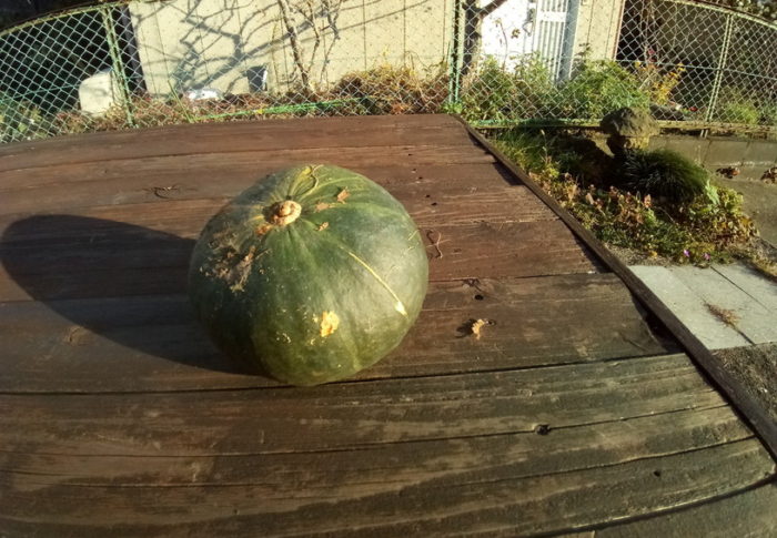 重い腰を上げてカナムグラが蔓延った中にあるプランタ―の向うには！！