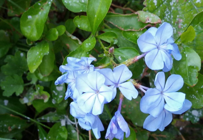 ブルーンバゴが咲きました。蔓の様な茎を草に絡めて伸びています。