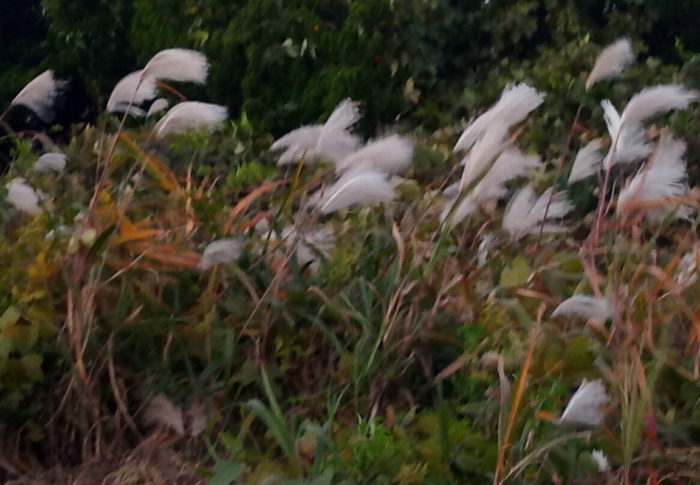 毎日見ている原っぱの薄ですけれど、傍で見たらフワッフワに惚けていました