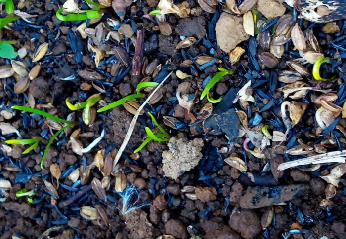 11月2日位に蒔いた日本ホウレンソウが発芽しました。フ～ッ、発芽までが長いですね。