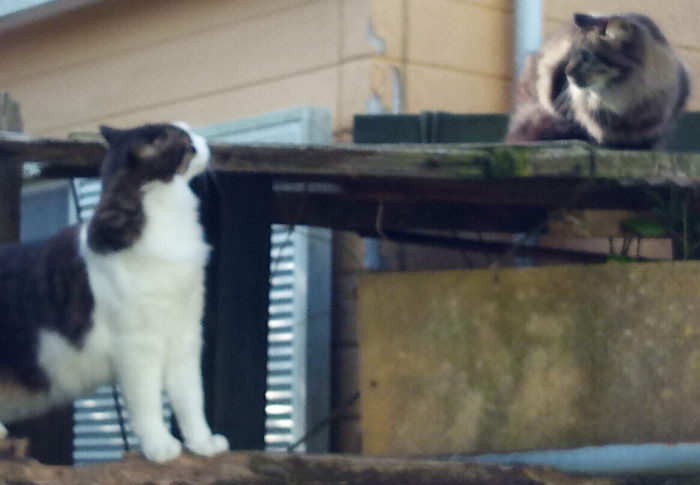 おい、黒ちゃん！うちのうめを苛めるなよ～！怒るぞ～！