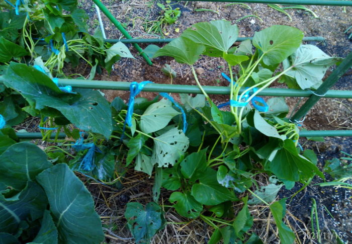 アレッ！？サツマイモの支柱栽培になっちゃいました～！