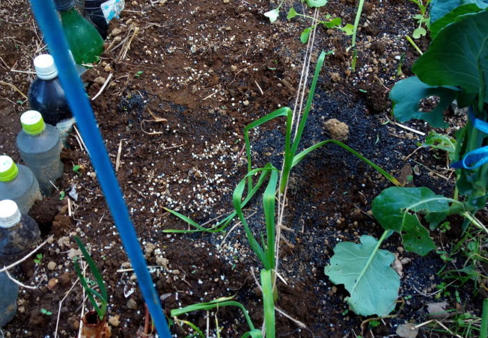 未だ自己流かも知れないし、間違っているかも知れない…