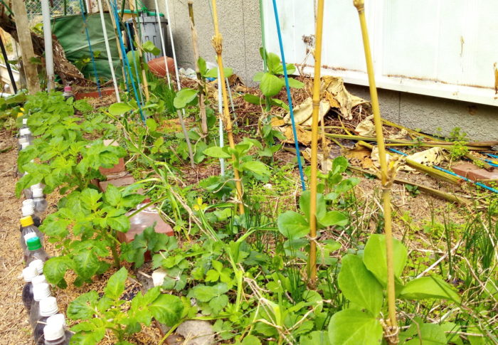 暇があると庭に行っています。何だろう！？この意識の違い…。