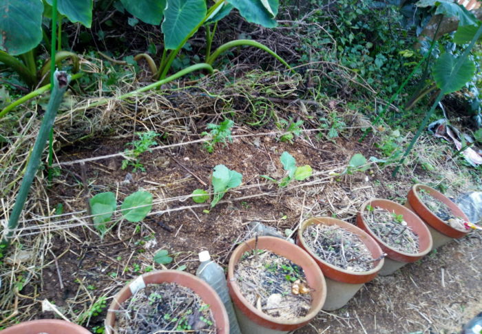 キャベツを垂直仕立て栽培でチャレンジ！未だ紋白さんは飛んでますよ。