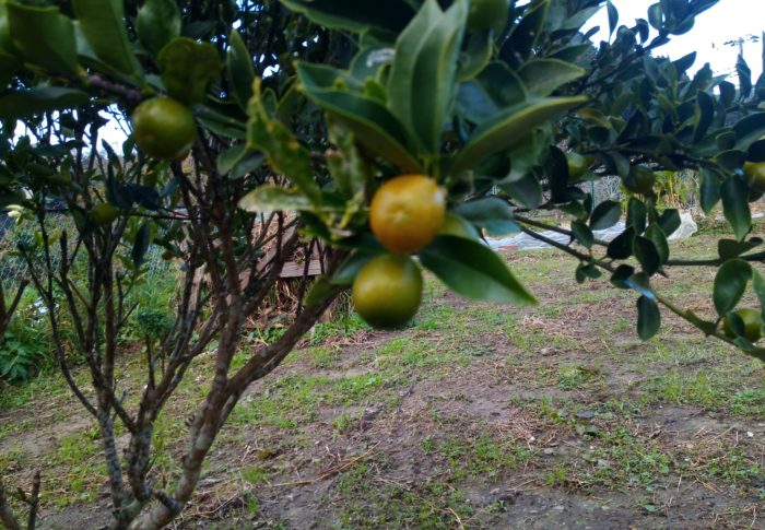 1月の終わり、梅の第一花の咲く頃、金柑の黄金色の実が熟します。