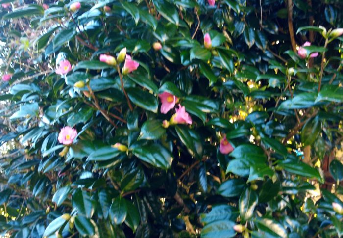 侘び椿が咲いています。ピンクのカップ型の小さな茶花です。