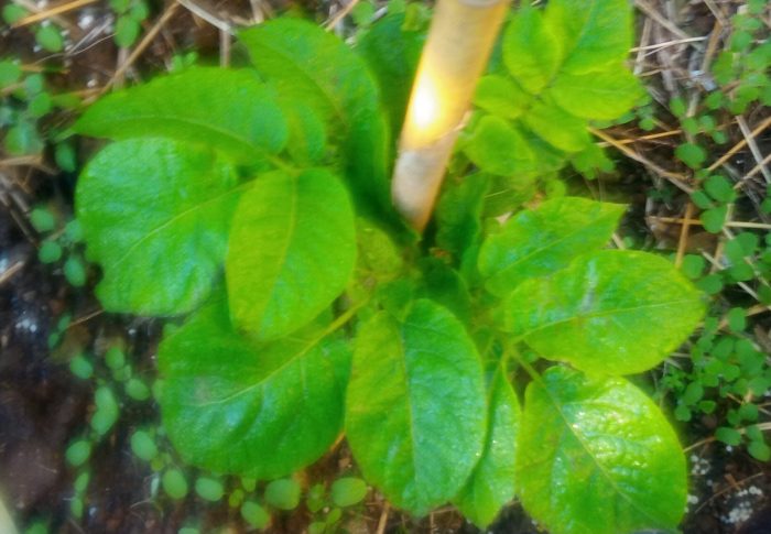 夜の内に生長して麻紐の上に顔を出すと大きな葉を見せて呉れます。