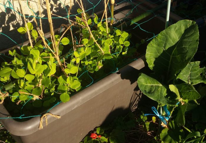 絹さやはお隣さんと余り絡みあうことなくネットと麻紐をよじ登り始めました。