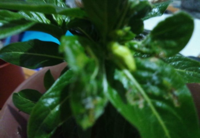 秋になってから鉢に生えたニチニチソウは家の中で元気にしてます。