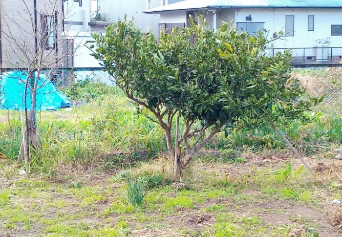 収穫後に綺麗に戻った西隣さんの温州ミカンを来年は観察します。