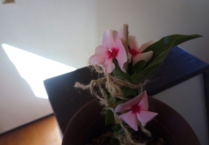 グルグル巻きに縛られて、可哀想！？花色が濃い！！