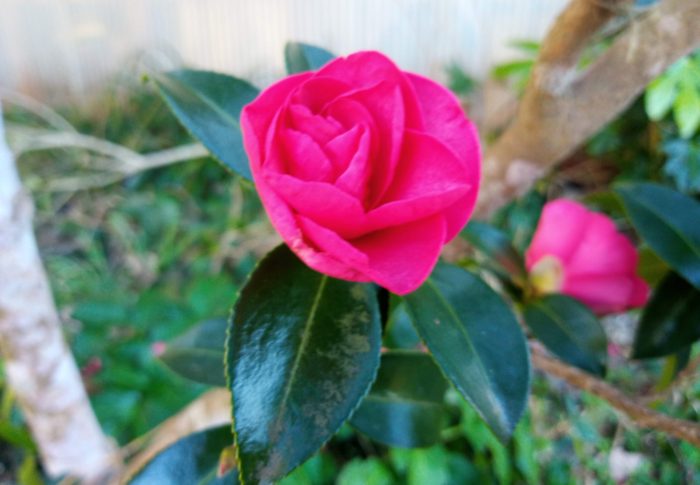 次の花は梅でしょうね。1月末の開花が楽しみです。