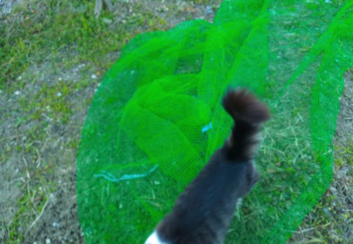 オカアサン、僕、手伝えないけど、応援しているからね！