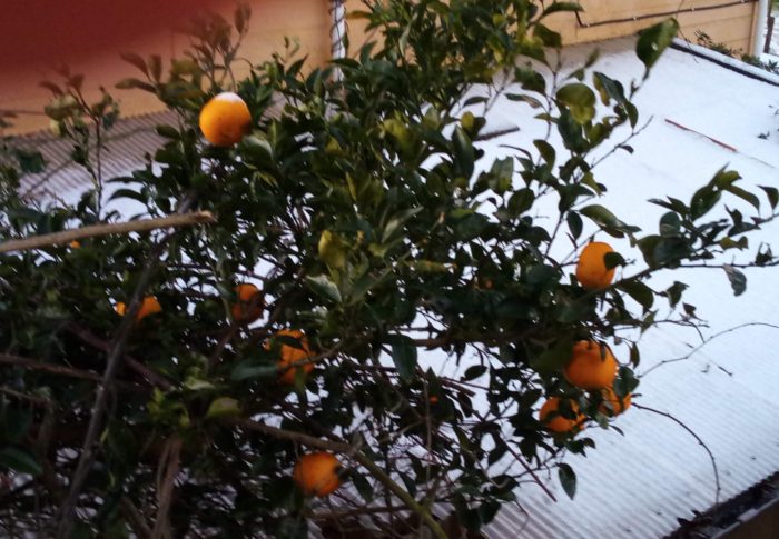 熟が進んだ？昨日の朝は特に赤味を帯びて見えました。