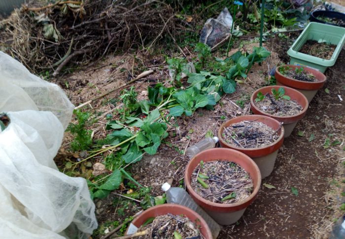 乾かした茶殻に籾殻を混ぜて敷き、刈った草をその場に敷きます。