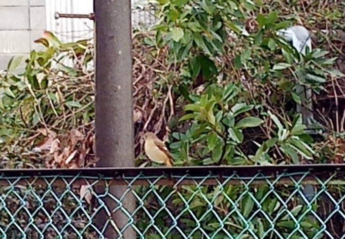 雨が来るわよ～！今の内に食べ物を探して置きましょうよ。