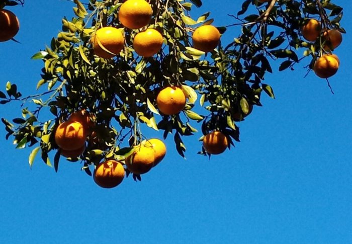 2月末が収穫期になるかなぁ。冬の冷たい空に黄金色が眩しい！