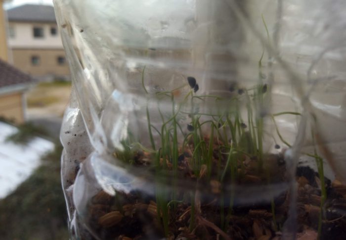 winter-sowingで万能葉葱が発芽して生長しつつあります