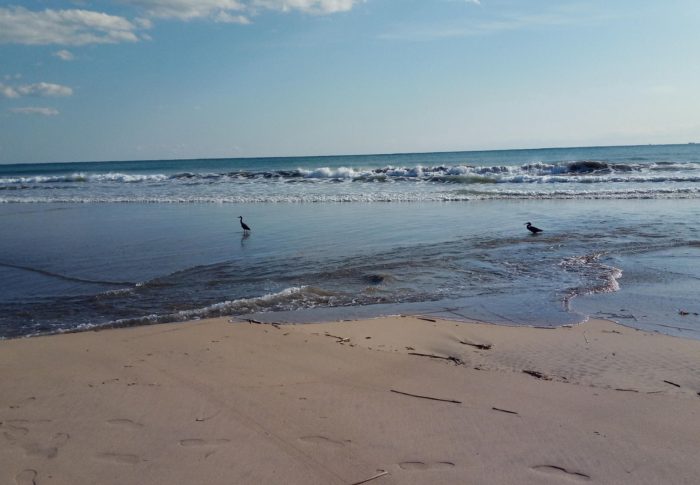 海藻を拾いながら海辺を歩きました。何処かホッとしますね。