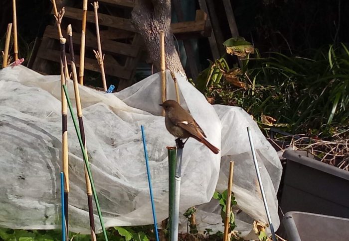 ジョウビタキさん（♀）は支柱の上でプルプルプルッ！と尻尾を振っていました。