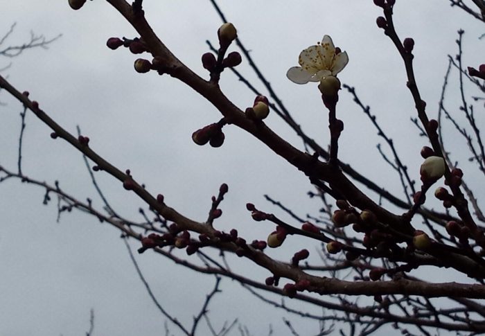 横丁を曲がったら去年沢山実を付けていた梅が咲き始めました。