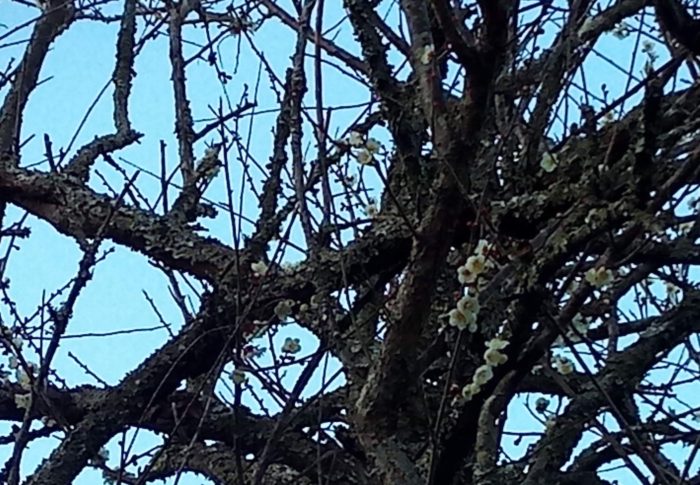 寒空にシャキッとして咲く梅の精神性は、本当に日本に似合いますよね。