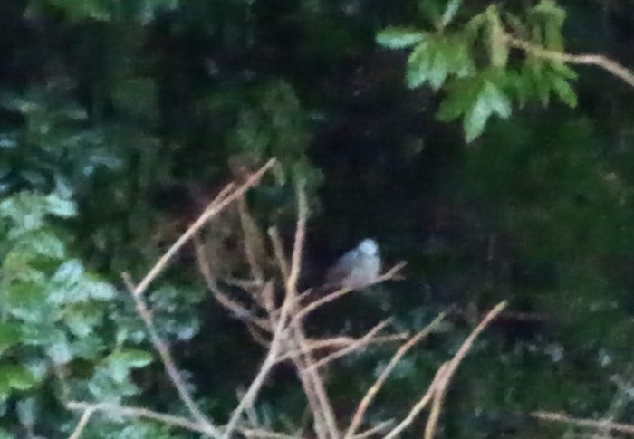 裏のカイヅカイブキに棲むヒヨドリは何番か騒いでいました