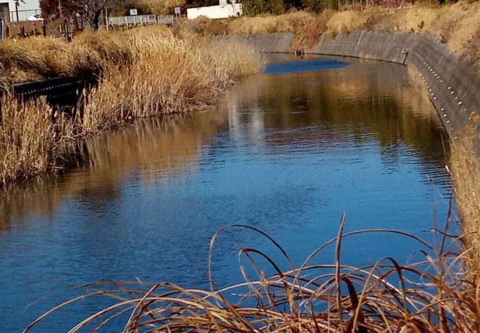 清水川では低気圧が来るよ、と沢山の魚が躍っていました